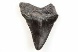 Juvenile Megalodon Tooth - South Carolina #196023-1